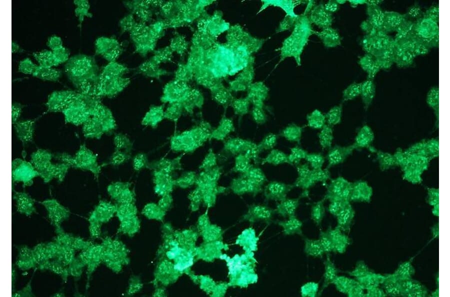 Immunocytochemistry - Anti-Erk1 (phospho T202 + Y204) + Erk2 (phospho T185 + Y187) Antibody - Antibodies.com (A8261)