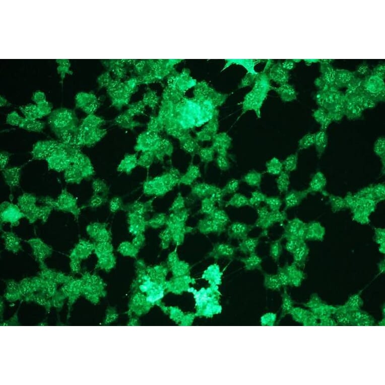 Immunocytochemistry - Anti-Erk1 (phospho T202 + Y204) + Erk2 (phospho T185 + Y187) Antibody - Antibodies.com (A8261)