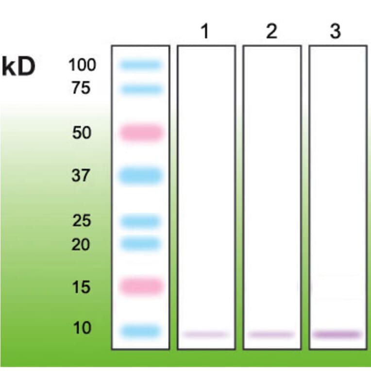 Western Blot - Anti-Metallothionein Antibody - Antibodies.com (A8262)