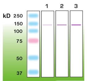 Western Blot - Anti-Nephrin Antibody - Antibodies.com (A8263)