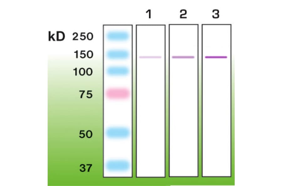 Western Blot - Anti-Nephrin Antibody - Antibodies.com (A8263)
