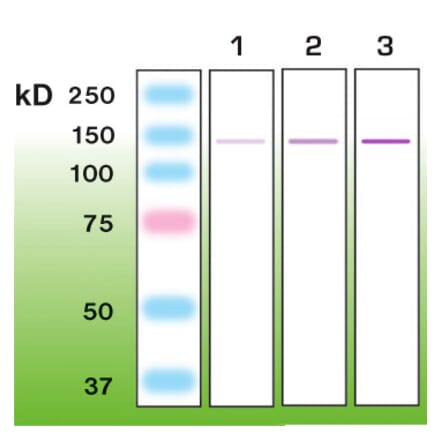 Western Blot - Anti-Nephrin Antibody - Antibodies.com (A8263)