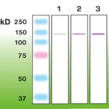 Western Blot - Anti-Nephrin Antibody - Antibodies.com (A8263)