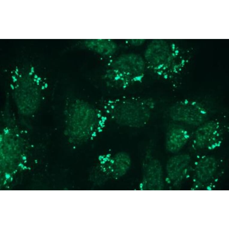 Immunocytochemistry - Anti-Nephrin Antibody - Antibodies.com (A8263)