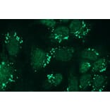 Immunocytochemistry - Anti-Nephrin Antibody - Antibodies.com (A8263)