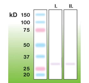 Western Blot - Anti-CTRP7 Antibody - Antibodies.com (A8265)