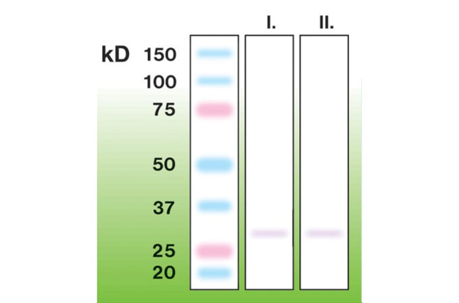 Western Blot - Anti-CTRP7 Antibody - Antibodies.com (A8265)