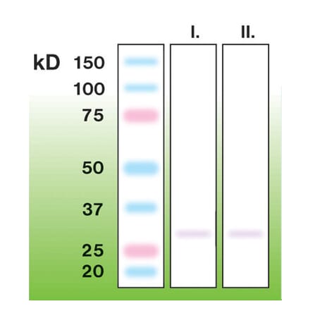 Western Blot - Anti-CTRP7 Antibody - Antibodies.com (A8265)