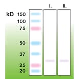 Western Blot - Anti-CTRP7 Antibody - Antibodies.com (A8265)