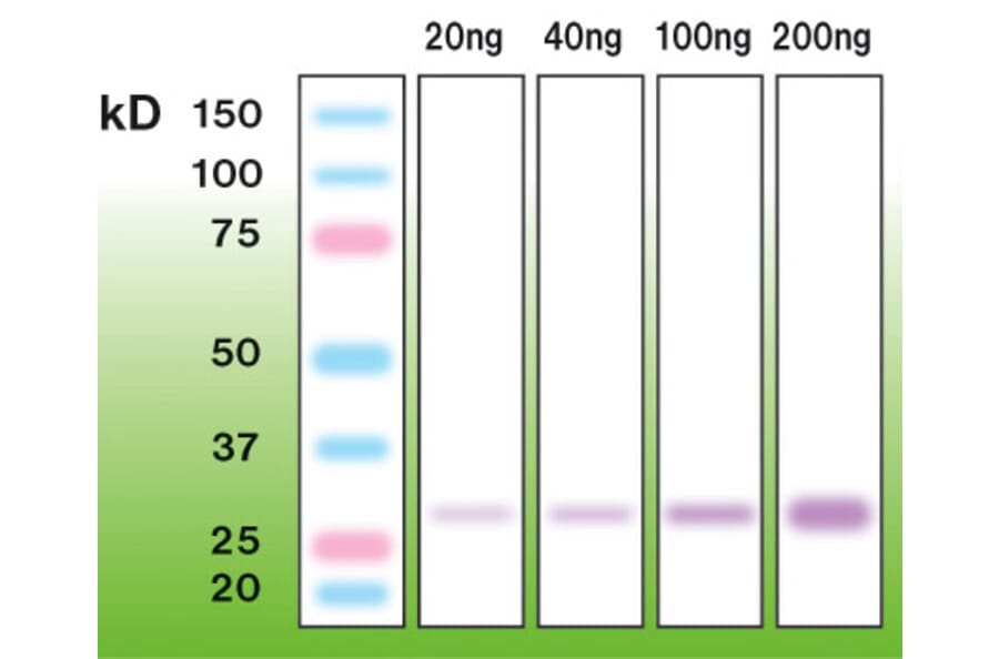 Western Blot - Anti-Trypsin Antibody - Antibodies.com (A8266)