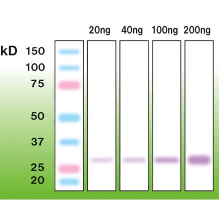 Western Blot - Anti-Trypsin Antibody - Antibodies.com (A8266)
