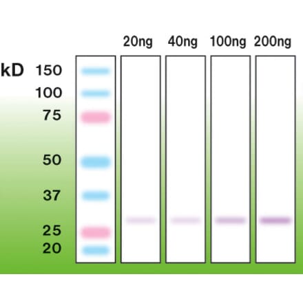 Western Blot - Anti-Trypsin Antibody - Antibodies.com (A8267)