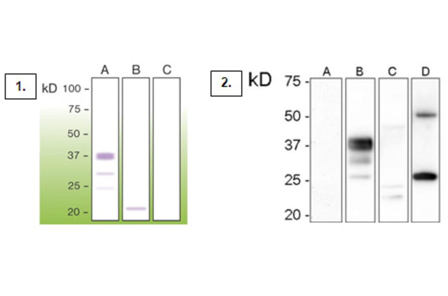 Western Blot - Anti-Prion Antibody - Antibodies.com (A8269)