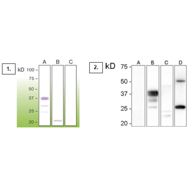 Western Blot - Anti-Prion Antibody - Antibodies.com (A8269)