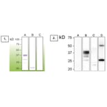 Western Blot - Anti-Prion Antibody - Antibodies.com (A8269)