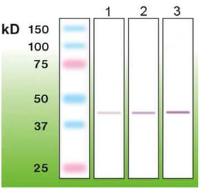 Western Blot - Anti-CD56 Antibody - Antibodies.com (A8270)