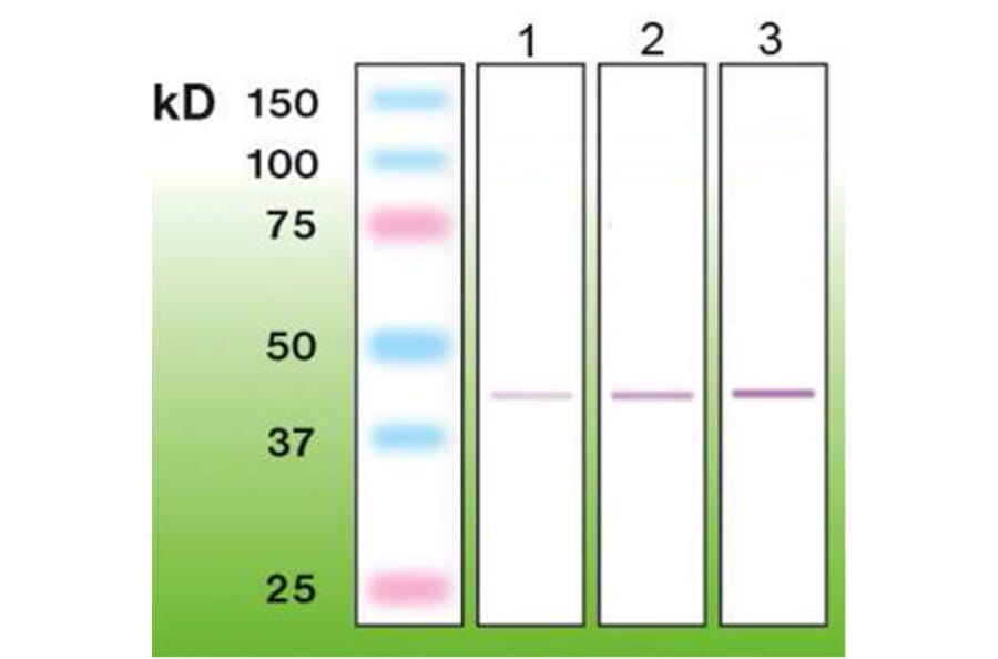 Western Blot - Anti-CD56 Antibody - Antibodies.com (A8270)