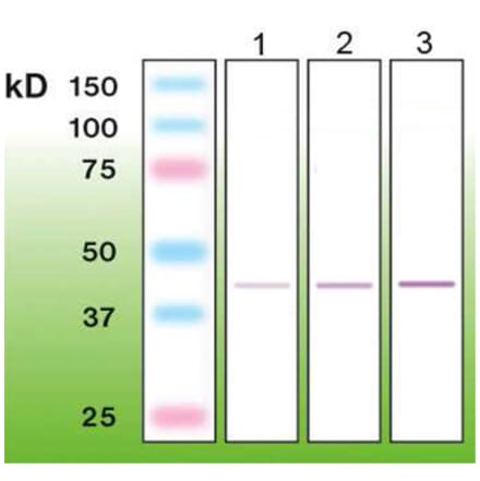 Western Blot - Anti-CD56 Antibody - Antibodies.com (A8270)