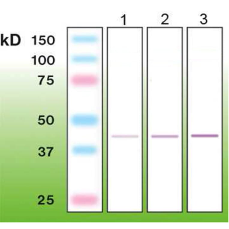 Western Blot - Anti-CD56 Antibody - Antibodies.com (A8270)
