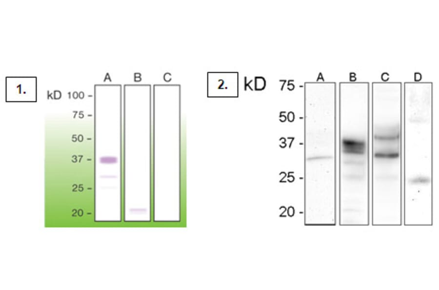Western Blot - Anti-Prion Antibody - Antibodies.com (A8271)