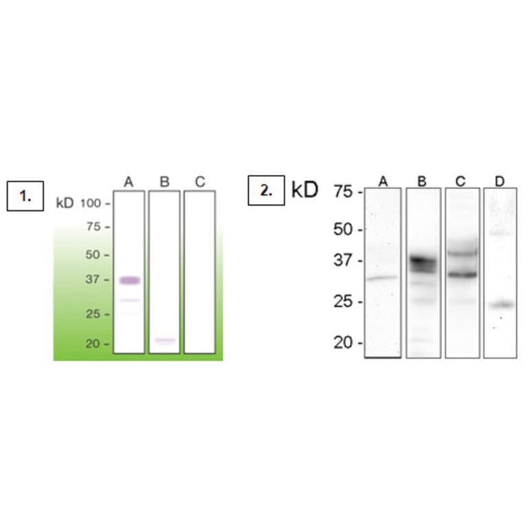 Western Blot - Anti-Prion Antibody - Antibodies.com (A8271)