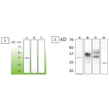 Western Blot - Anti-Prion Antibody - Antibodies.com (A8271)