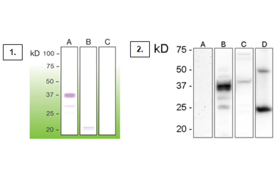 Western Blot - Anti-Prion Antibody - Antibodies.com (A8272)