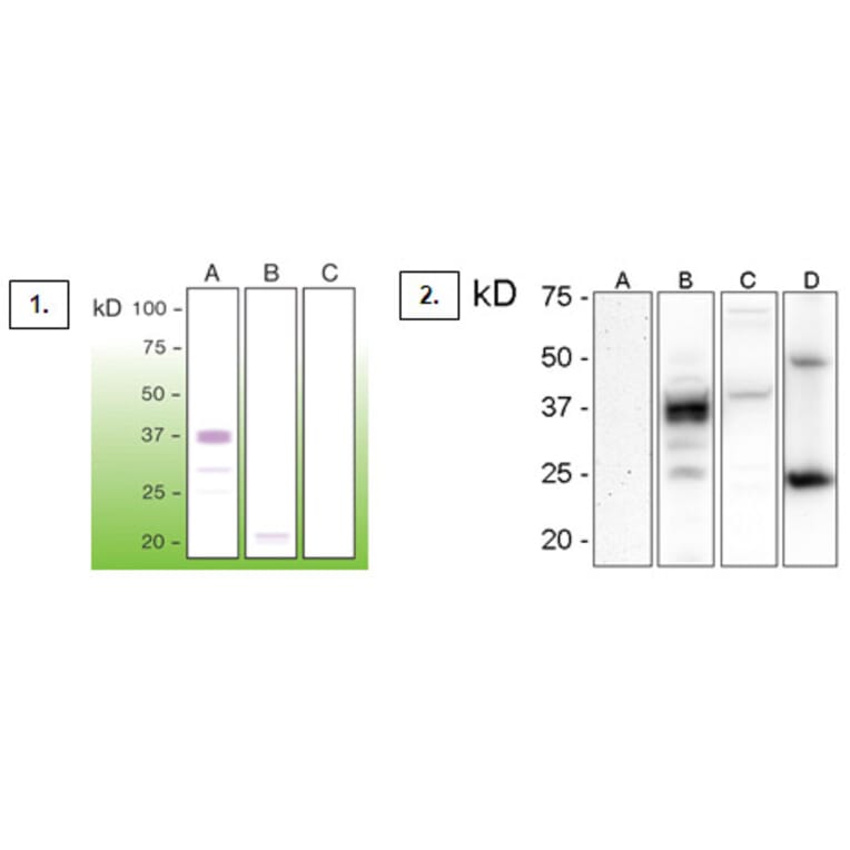 Western Blot - Anti-Prion Antibody - Antibodies.com (A8272)