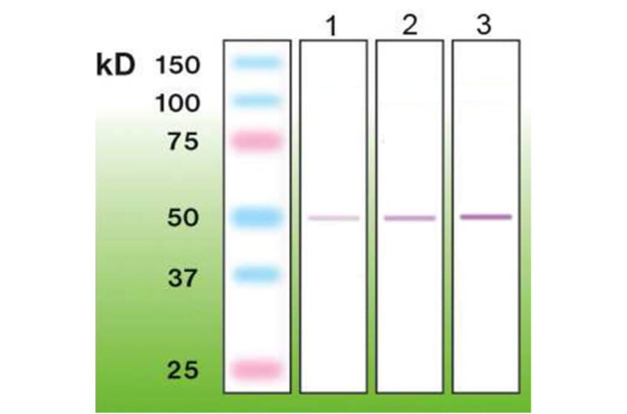Western Blot - Anti-CD8 Antibody - Antibodies.com (A8273)