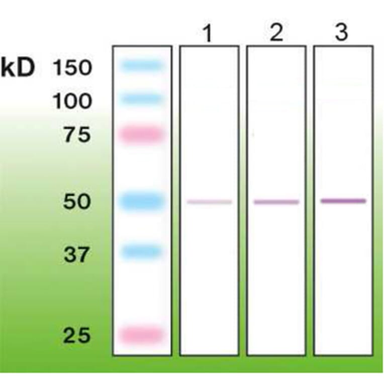 Western Blot - Anti-CD8 Antibody - Antibodies.com (A8273)