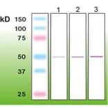 Western Blot - Anti-CD8 Antibody - Antibodies.com (A8273)