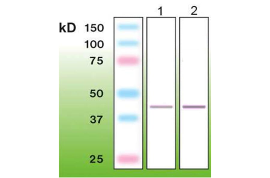 Western Blot - Anti-TTF-1 Antibody - Antibodies.com (A8274)