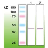 Western Blot - Anti-TTF-1 Antibody - Antibodies.com (A8274)