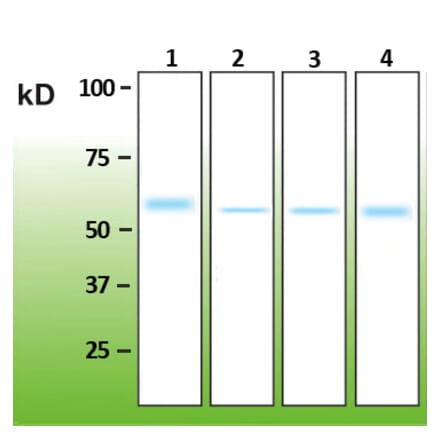 Western Blot - Anti-Akt1 Antibody - Antibodies.com (A8276)