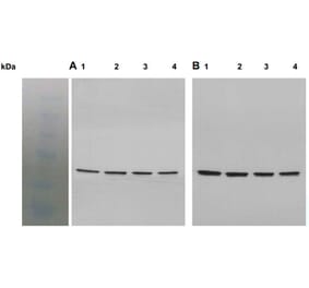 Western Blot - Anti-Akt1 (phospho Ser473) Antibody - Antibodies.com (A8277)
