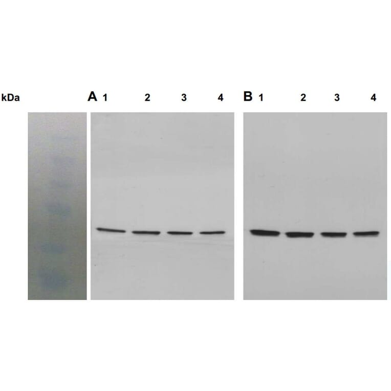 Western Blot - Anti-Akt1 (phospho Ser473) Antibody - Antibodies.com (A8277)