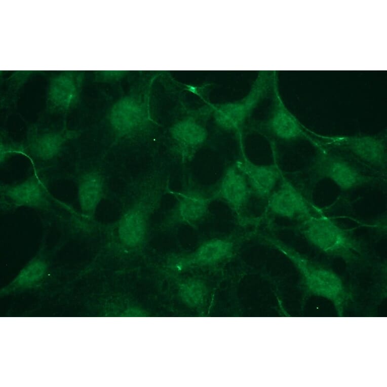 Immunocytochemistry - Anti-Akt1 (phospho Ser473) Antibody - Antibodies.com (A8277)