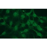 Immunocytochemistry - Anti-Akt1 (phospho Ser473) Antibody - Antibodies.com (A8277)