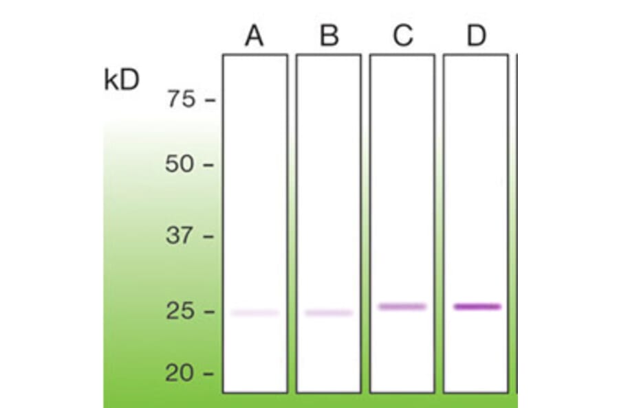 Western Blot - Anti-Bcl2 Antibody - Antibodies.com (A8278)