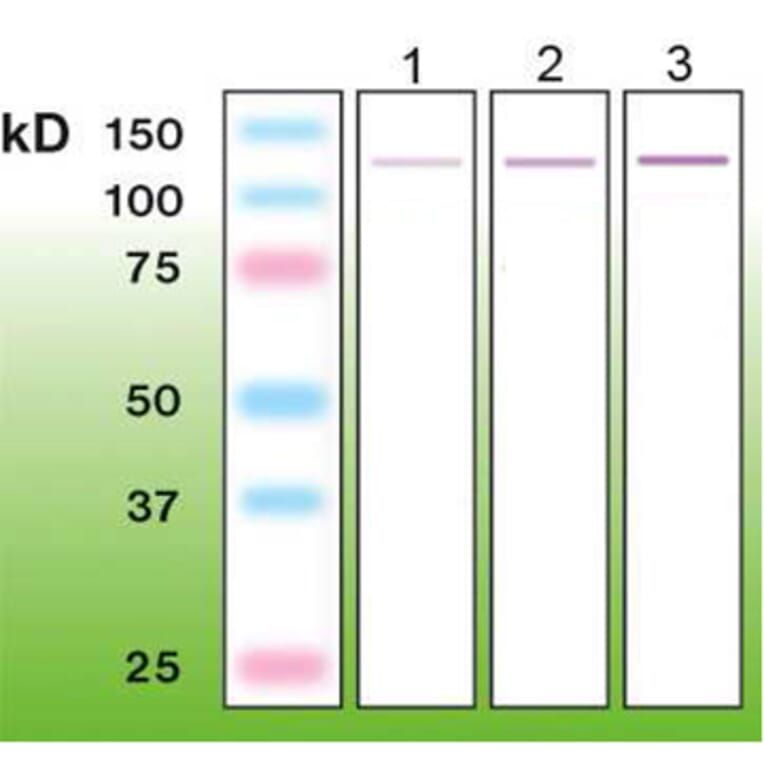 Western Blot - Anti-p63 Antibody - Antibodies.com (A8279)