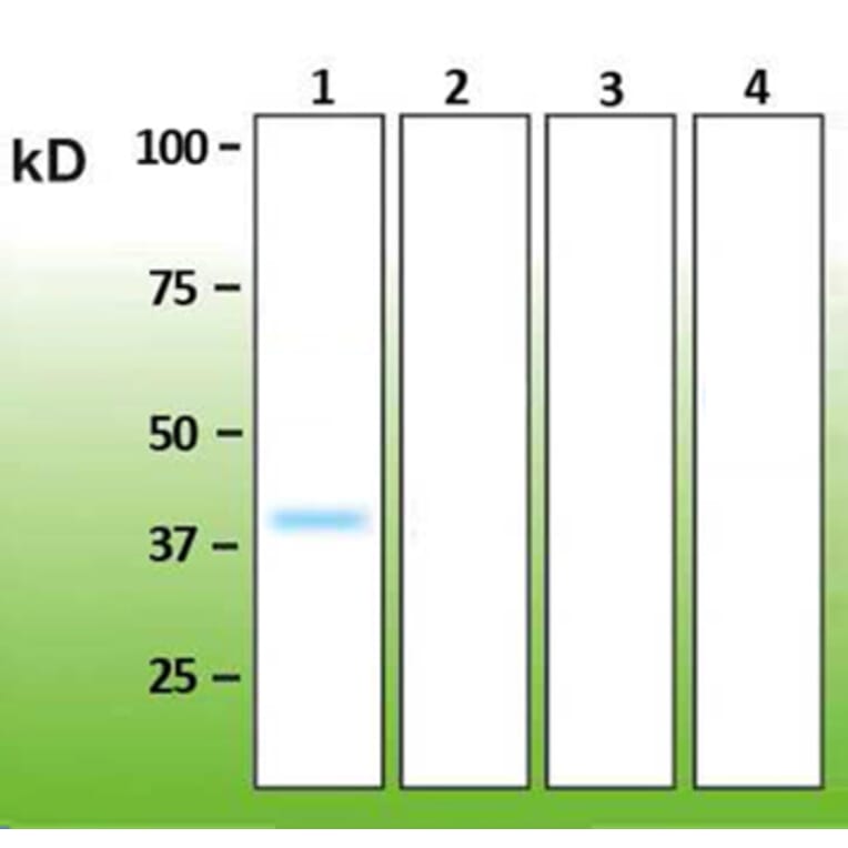 Western Blot - Anti-p38 alpha Antibody - Antibodies.com (A8280)