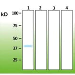 Western Blot - Anti-p38 alpha Antibody - Antibodies.com (A8280)