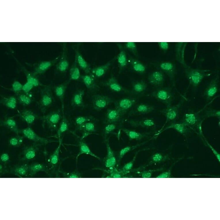 Immunocytochemistry - Anti-p38 alpha Antibody - Antibodies.com (A8280)