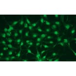 Immunocytochemistry - Anti-p38 alpha Antibody - Antibodies.com (A8280)