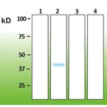 Western Blot - Anti-p38 beta Antibody - Antibodies.com (A8281)