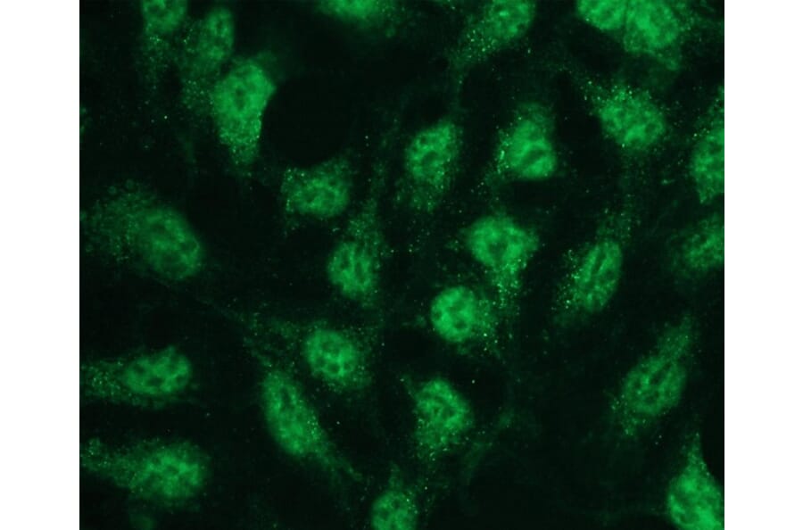 Immunocytochemistry - Anti-p38 beta Antibody - Antibodies.com (A8281)