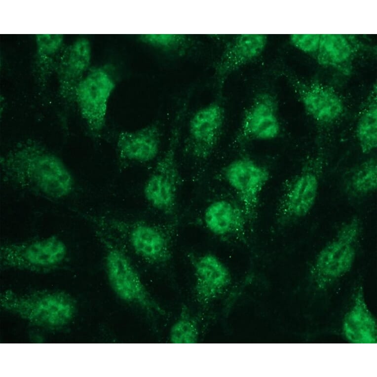 Immunocytochemistry - Anti-p38 beta Antibody - Antibodies.com (A8281)