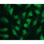 Immunocytochemistry - Anti-p38 beta Antibody - Antibodies.com (A8281)
