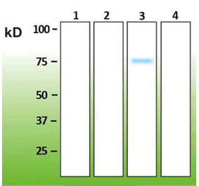 Western Blot - Anti-p38 gamma Antibody - Antibodies.com (A8282)