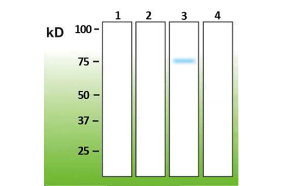 Western Blot - Anti-p38 gamma Antibody - Antibodies.com (A8282)